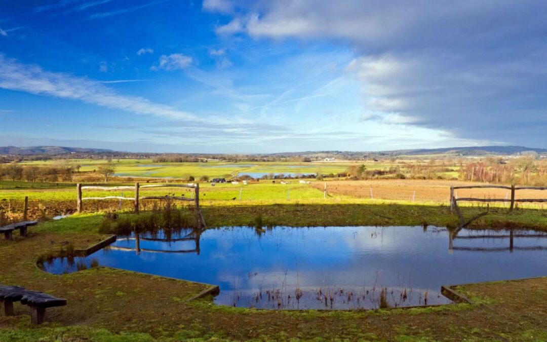 Pulborough Brooks
